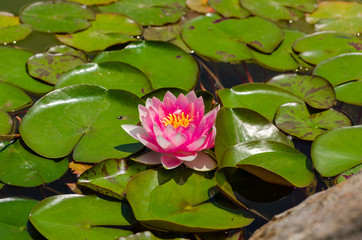 Pink lotus on water