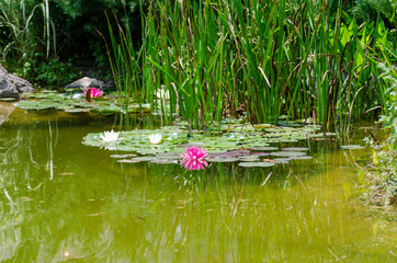 Pink and white  lotus on water
