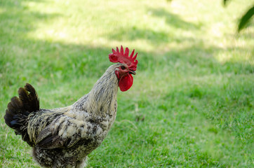 The cock goes through the farm's yard