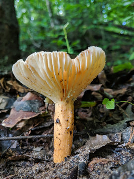 Mushroom In Prince William Forest Park Virginia