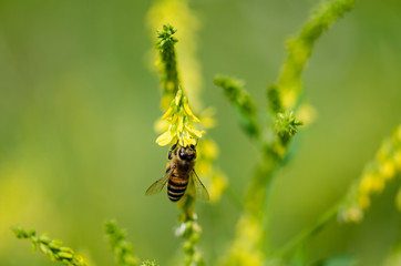 Bee is picking pollen from wild flower.