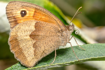 Fototapeta premium Gatekeeper butterfly showing tongue