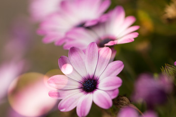 Obraz premium große Blüten rosa weiß