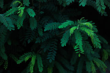 Green leaves of acacia. In the sunlight