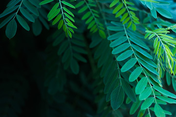 Green leaves of acacia. In the sunlight