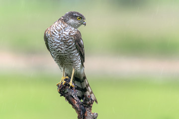 Sparrowhawk in the rain on branch