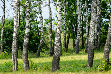 Summer landscape with lots of birches and sun rays. Natural birch forest in Russia. Joyful sunny...