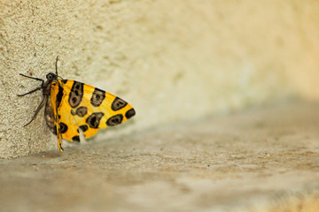 Fototapeta na wymiar borboleta amarela