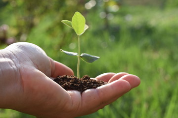 The human hand holds the seedling, concept of progress, new generation and world environment.