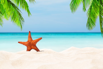 Naklejka na ściany i meble Starfish on the white sandy beach.