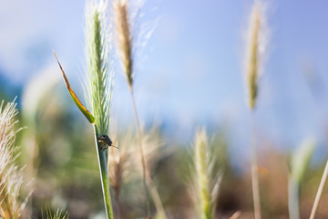 Landscape meadow with yellow and green field plants. Copy space.