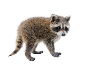 Baby Raccoon walking side view on white background