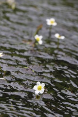 水生植物