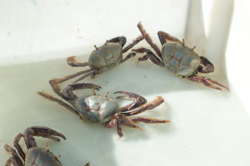 live fresh crabs for sale in seafood hall
