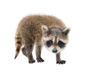 Baby Raccoon portrait on white background