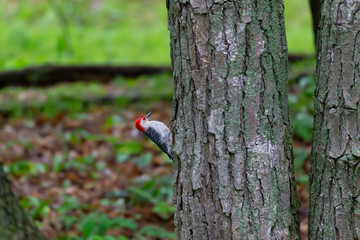  Red-bellied woodpecker (Melanerpes carolinus) in the park