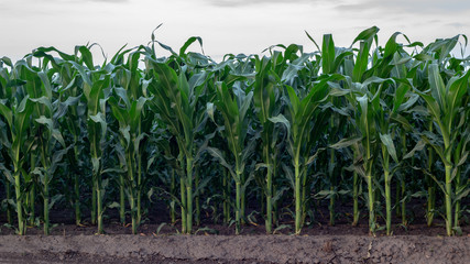 Young shoots of corn, close-up, selective focus