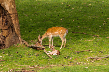Naklejka na ściany i meble mothers deer with their fawns, next to a herd of females