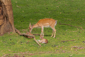 Naklejka na ściany i meble mothers deer with their fawns, next to a herd of females
