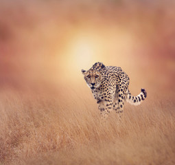 Cheetah walking in the grassland © SunnyS