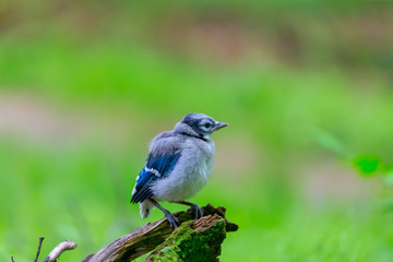 Young  Blue jay  (Cyanocitta cristata) in the forest