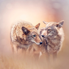 Young coyotes at sunset