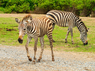 Fototapeta na wymiar Two zebra animal walk and eat food