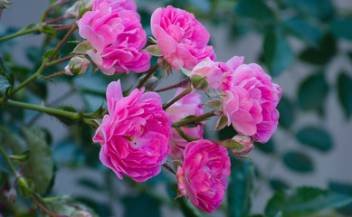 pink small roses