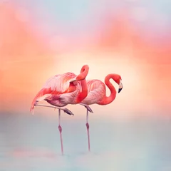 Gordijnen Two Pink flamingos at sunset © SunnyS