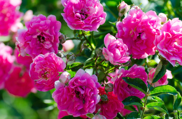 pink small roses