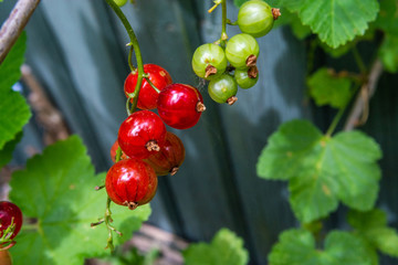 Red currant fruits growing in early Summer