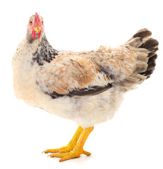 Brown hen isolated.