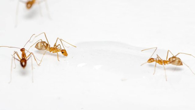Anoplolepis gracilipes, yellow crazy ants: Time lapse during feeding on spilt food in a kitchen
