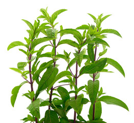 Fresh green mint leaves.