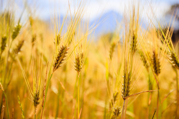 Agriculture field: Ripe ears of wheat, harvest