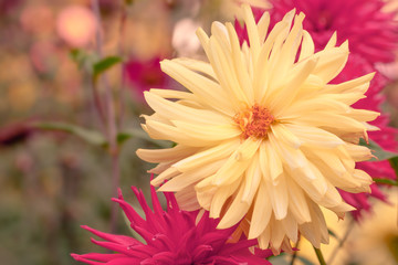 Close-up of Yellow and Purple Cactus Dahlias in Summer. Viewof Colorful Flowers. Flowering Dahlias. - 274246907