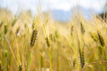 Agriculture field: Ripe ears of wheat, harvest