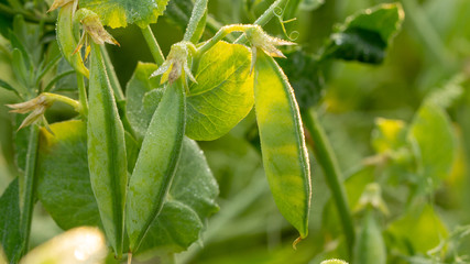 Green pea pods close-up on the field, concept of agro industry