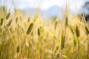 Agriculture field: Ripe ears of wheat, harvest