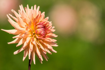 Semi Cactus Dahlia in front of a blurred natural organic Background. Close-up of a beautiful Cactus Dahlia on a sunny bright Day. - 274247100