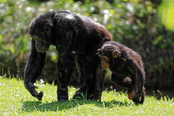 A mother Chimp and her baby plying and  walking together