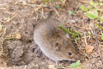 The striped field mouse