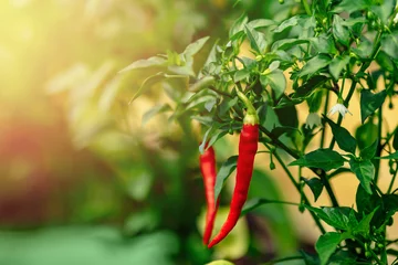 Zelfklevend Fotobehang Rode chilipeper groeit op groene tak, plantage van groenten in kas © Parilov