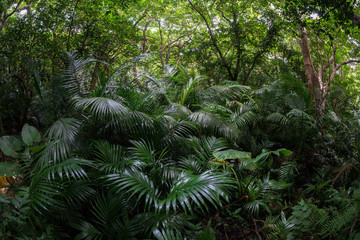 熱帯の森、石垣島