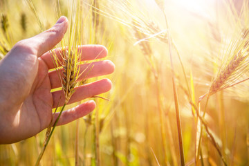 Male farmer is touching wheat crop ears in a field, sunset