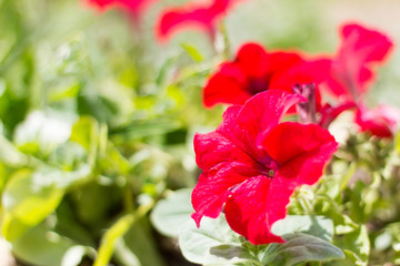 Obraz premium beautiful flowers blooming red petunias in the garden