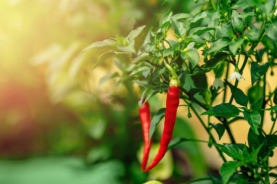 Red chili pepper grows on green branch, plantation of vegetables in greenhouse