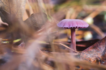 Clitocybe nuda purple mushroom close up