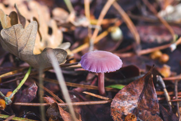 Clitocybe nuda small mushroom growing wild in the forest soil