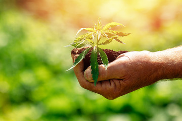 Farmer hands holds cannabis sprout. Planting marijuana plantation